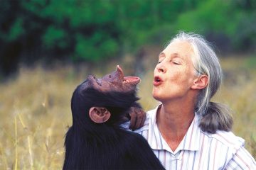 Front Cover. Dr Jane Goodall with orphan chimpanzee Uruhara at the Sweetwaters Sanctuary in Kenya