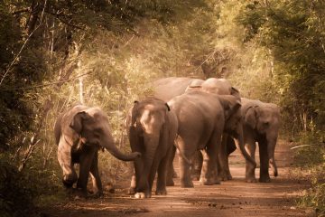 Elephants Returned to the Wild