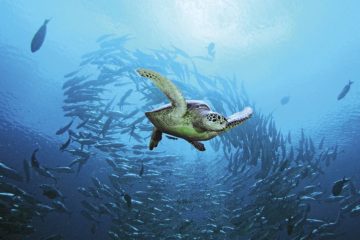 Turtles - Maldives