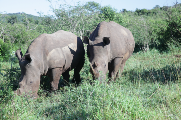 SOUTH AFRICA : White rhinoceros and her offspring