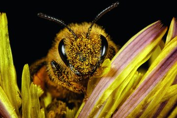 Guerlain World Bee Day